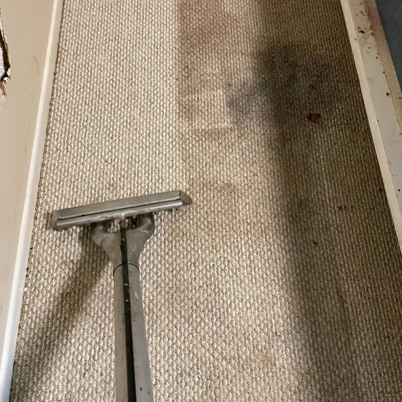 A Cleaner Clean the Carpet in Tampa Bay